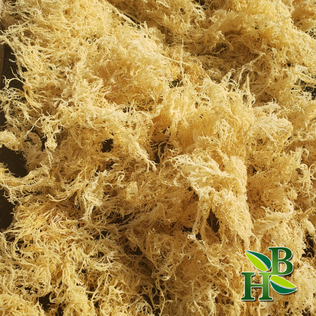 Gold Irish Sea Moss | Premium Quality St Lucia